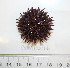  ( - BAM00066)  @13 [ ] CreativeCommons - Attribution (2010) Unspecified Centre for Biodiversity Genomics