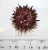  ( - BAM00066)  @13 [ ] CreativeCommons - Attribution (2010) Unspecified Centre for Biodiversity Genomics