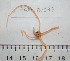  (Amphiodia - BAM00097)  @13 [ ] CreativeCommons - Attribution (2010) Unspecified Centre for Biodiversity Genomics