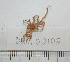  ( - BAM00102)  @13 [ ] CreativeCommons - Attribution (2010) Unspecified Centre for Biodiversity Genomics
