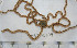  (Amphioplus - BAM00104)  @14 [ ] CreativeCommons - Attribution (2010) Unspecified Centre for Biodiversity Genomics