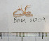  ( - BAM00109)  @12 [ ] CreativeCommons - Attribution (2010) Unspecified Centre for Biodiversity Genomics