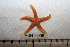  (Henricia sp. AAB3569 - HUNT0095)  @14 [ ] CreativeCommons - Attribution (2012) Unspecified Centre for Biodiversity Genomics