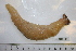  (Thyonidium - HUNT0143)  @14 [ ] CreativeCommons - Attribution (2012) Unspecified Centre for Biodiversity Genomics