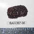 (Psolus chitonoides - BAM00146)  @13 [ ] CreativeCommons - Attribution (2010) Unspecified Centre for Biodiversity Genomics