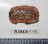  ( - BAM00146)  @13 [ ] CreativeCommons - Attribution (2010) Unspecified Centre for Biodiversity Genomics