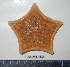 (Goniasteridae_incertae_sedis - BAM00152)  @14 [ ] CreativeCommons - Attribution (2010) Unspecified Centre for Biodiversity Genomics