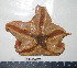  ( - BAM00173)  @13 [ ] CreativeCommons - Attribution (2010) Unspecified Centre for Biodiversity Genomics