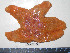 ( - BAM00174)  @13 [ ] CreativeCommons - Attribution (2010) Unspecified Centre for Biodiversity Genomics
