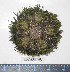 ( - BAM00140)  @12 [ ] CreativeCommons - Attribution (2010) Unspecified Centre for Biodiversity Genomics