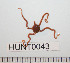  ( - HUNT0043)  @13 [ ] CreativeCommons - Attribution (2010) Unspecified Centre for Biodiversity Genomics