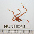  ( - HUNT0043)  @13 [ ] CreativeCommons - Attribution (2010) Unspecified Centre for Biodiversity Genomics