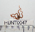  ( - HUNT0047)  @13 [ ] CreativeCommons - Attribution (2010) Unspecified Centre for Biodiversity Genomics