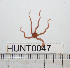  ( - HUNT0047)  @13 [ ] CreativeCommons - Attribution (2010) Unspecified Centre for Biodiversity Genomics