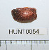  ( - HUNT0054)  @13 [ ] CreativeCommons - Attribution (2010) Unspecified Centre for Biodiversity Genomics