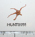  (Ophiura robusta - HUNT0055)  @13 [ ] CreativeCommons - Attribution (2010) Unspecified Centre for Biodiversity Genomics