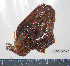  ( - BAM00177)  @12 [ ] CreativeCommons - Attribution (2010) Unspecified Centre for Biodiversity Genomics