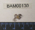  ( - BAM00130)  @12 [ ] CreativeCommons - Attribution (2010) Unspecified Centre for Biodiversity Genomics