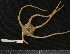  (Ophiosphalma glabrum - RBCM EC00215)  @13 [ ] CreativeCommons - Attribution (2010) Unspecified Centre for Biodiversity Genomics