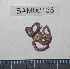  ( - BAM00135)  @13 [ ] CreativeCommons - Attribution (2010) Unspecified Centre for Biodiversity Genomics