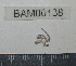  ( - BAM00138)  @12 [ ] CreativeCommons - Attribution (2010) Unspecified Centre for Biodiversity Genomics