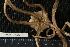 ( - RBCM EC00243)  @13 [ ] CreativeCommons - Attribution (2010) Unspecified Centre for Biodiversity Genomics