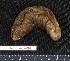  (Pseudostichopus tuberosus - RBCM EC00287)  @14 [ ] CreativeCommons - Attribution (2010) Unspecified Centre for Biodiversity Genomics
