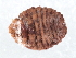  ( - P1104-1)  @12 [ ] CreativeCommons - Attribution (2009) Unspecified Centre for Biodiversity Genomics
