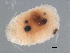  ( - P1069)  @11 [ ] CreativeCommons - Attribution (2009) Unspecified Centre for Biodiversity Genomics