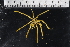  (Colossendeis bouvetensis - JD_PS77_226-7.2)  @14 [ ] CreativeCommons - Attribution Non-Commercial Share-Alike (2012) Chester Sands British Antarctic Survey