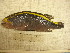  ( - ADC09_167.1#3)  @12 [ ] CreativeCommons - Attribution Non-Commercial Share-Alike (2011) Allan D. Connell Research Collection of Allan Connell