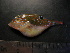  ( - ADC09_268.10#1)  @13 [ ] CreativeCommons - Attribution Non-Commercial Share-Alike (2011) Allan D. Connell Research Collection of Allan Connell