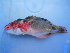  ( - ADC_220.19 #4)  @12 [ ] CreativeCommons - Attribution (2011) Allan D. Connell Centre for Biodiversity Genomics