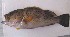  (Epinephelus albomarginatus - ADC166.33-1)  @11 [ ] CreativeCommons - Attribution Non-Commercial Share-Alike (2010) Allan D. Connell Research Collection of Allan Connell