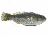  (Leptoscarus - Smith 221.3 #1)  @14 [ ] CreativeCommons - Attribution Non-Commercial Share-Alike (2010) Allan D. Connell Research Collection of Allan Connell