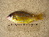  (Lutjanus notatus - ADC 181.15-2)  @14 [ ] Copyright (2004) Allan D. Connell Unspecified