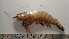  ( - PSR01)  @11 [ ] CreativeCommons - Attribution Share-Alike (2018) Unspecified Presidency College, PG and Research Dept. of Zoology