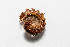  (Melaphinae - TOL_BGEG_136_G06)  @11 [ ] Copyright © (2025) Konstantinos Kalaentzis Unspecified