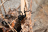  (Latrodectinae - TOL_BGEG_128_A07)  @11 [ ] Copyright © (2025) Eleftherios Katsillis Unspecified