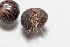  (Armadillo - TOL_BGEG_129_H03)  @11 [ ] Copyright © (2025) Konstantinos Kalaentzis Unspecified