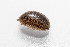  (Leptotrichus - TOL_BGEG_130_B01)  @11 [ ] Copyright © (2025) Konstantinos Kalaentzis Unspecified