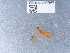  ( - NHMUK010635091)  @11 [ ] Unspecified (default): All Rights Reserved  Unspecified Unspecified