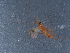  ( - NHMUK010635091)  @11 [ ] Unspecified (default): All Rights Reserved  Unspecified Unspecified