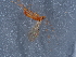  ( - NHMUK010635091)  @11 [ ] Unspecified (default): All Rights Reserved  Unspecified Unspecified
