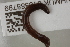  ( - NHMUK013388799)  @11 [ ] Unspecified (default): All Rights Reserved  Unspecified Unspecified