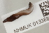  ( - NHMUK013388799)  @11 [ ] Unspecified (default): All Rights Reserved  Unspecified Unspecified