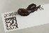  ( - NHMUK013388800)  @11 [ ] Unspecified (default): All Rights Reserved  Unspecified Unspecified