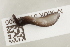  ( - NHMUK013388800)  @11 [ ] Unspecified (default): All Rights Reserved  Unspecified Unspecified