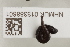  ( - NHMUK013388801)  @11 [ ] Unspecified (default): All Rights Reserved  Unspecified Unspecified
