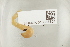  ( - NHMUK013388804)  @11 [ ] Unspecified (default): All Rights Reserved  Unspecified Unspecified